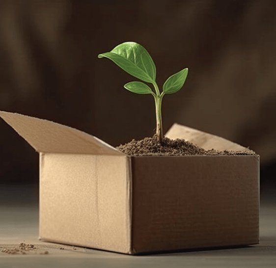 Green seedling growing from soil in an open cardboard box